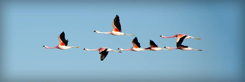 A flock of birds migrating to illustrate database migrations